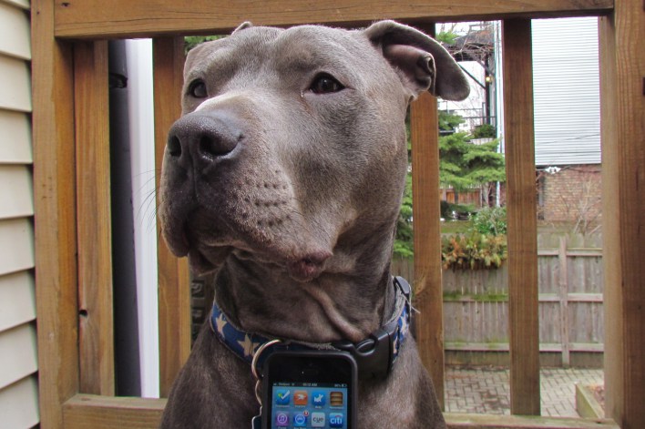 Dog with iPhone (Hippo the connected pit bull)